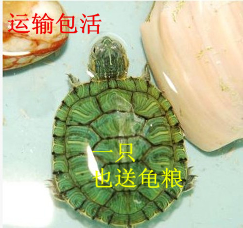 3-14cm小巴西龟苗活体宠物乌龟活体冷水龟炫彩七彩彩色乌龟满包邮