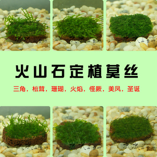 水草