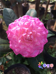 新品种进口茶花 粉色系茶花 span class=h>美兰/span>茶花