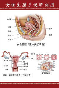 女性盆腔卵巢子宫示意图 span class=h>医学 /span>宣传 span class=h