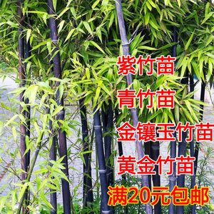 庭院绿化观赏植物紫竹苗青竹苗金镶玉竹子苗早园竹佛肚竹湘妃竹