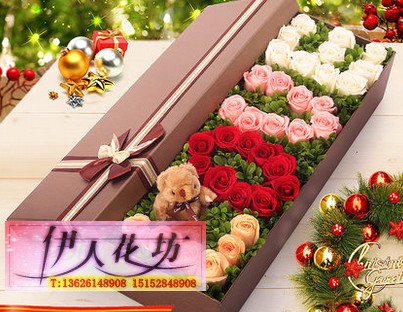 33朵粉红蓝白高档礼盒爱尚花之苑情人节圣诞节生日玫瑰鲜花速递送