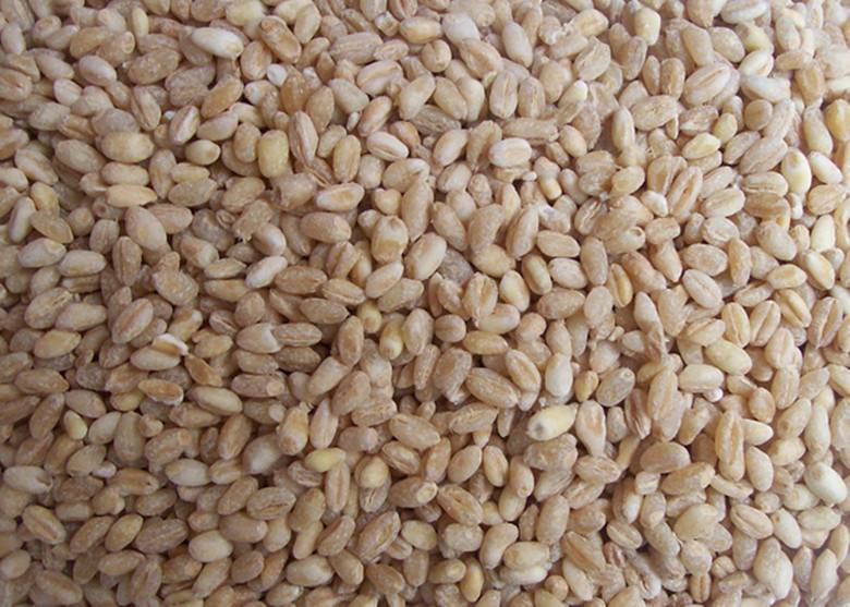 小麦仁 新小麦 去皮麦仁米小麦脱皮小麦粒麦子五谷杂粮粗粮250克