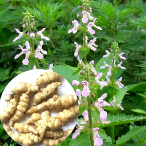 野生宝塔菜中草药植物甘露子种苗地蚕地环野菜蔬菜种子四季易活