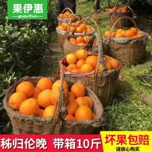 秭归伦晚脐橙冰糖橙子新鲜水果春橙当季现摘现发带箱10斤批发包邮新鲜橙子