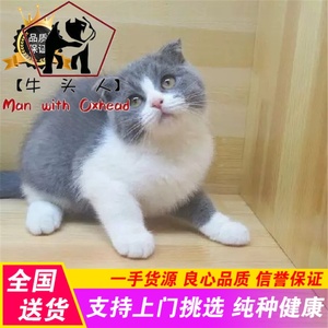 英国短毛猫活体 纯种宠物猫 span class=h>英短/span span class=h