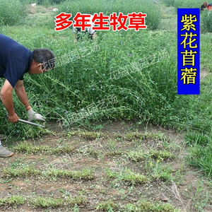 四季牧草种子紫花苜蓿种籽畜牧草种多年生养殖鸡兔子吃的饲料草子