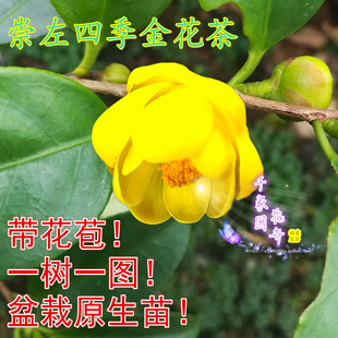 茶花