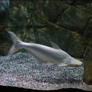 class=h>观赏鱼 /span>活体中大型淡水宠物鱼长身汗鲨白化鲨蓝鲨大白