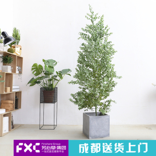 芳心草室内大型植物银叶金合欢树盆栽办公室客厅庭院开花绿植花卉