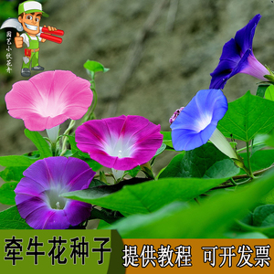 大牵牛花种子爬藤包邮四季价格