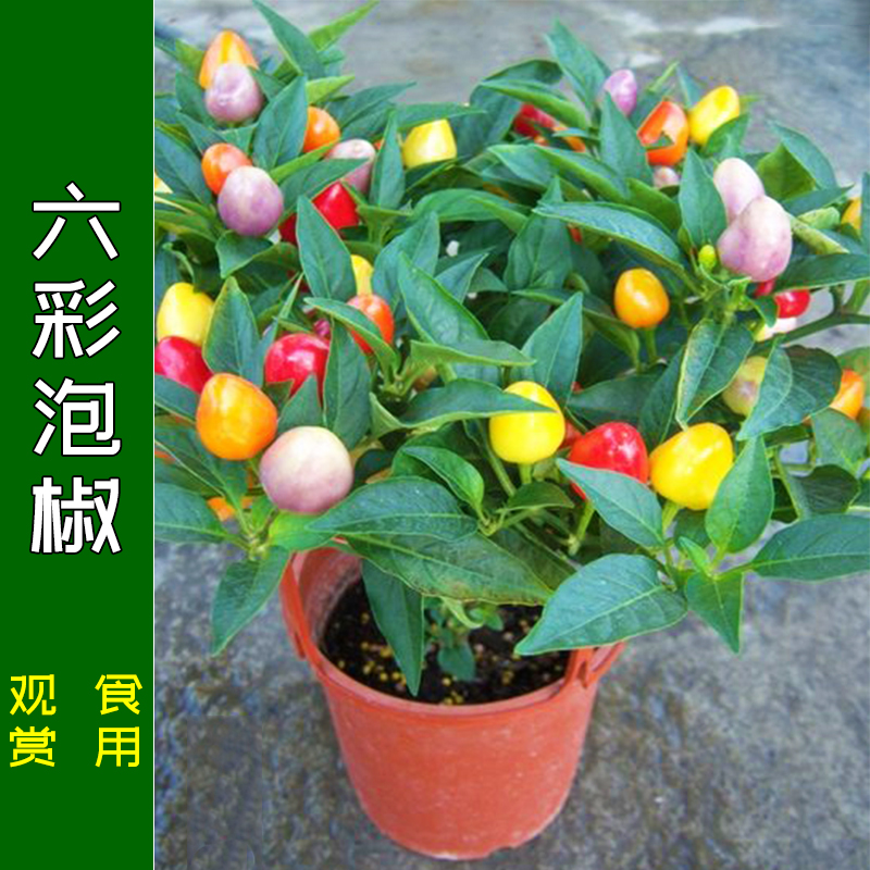 六彩泡椒种子 五/七彩多彩辣椒种籽食用观赏四季阳台盆栽蔬菜苗孑