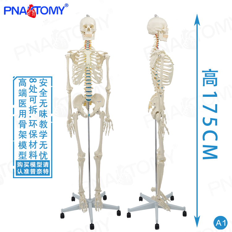 教学仿真170cm1比1真人大小骨架模型可拆卸人体骨骼推拿针灸骷髅