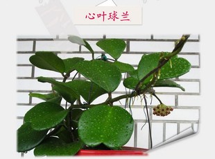 室内盆栽花卉 爬藤植物 心叶球兰花盆栽 心形球兰苗特价一颗包邮