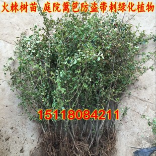 庭院花卉围墙篱笆绿篱小苗 火棘苗 带刺防盗植物盆景盆栽绿化树苗