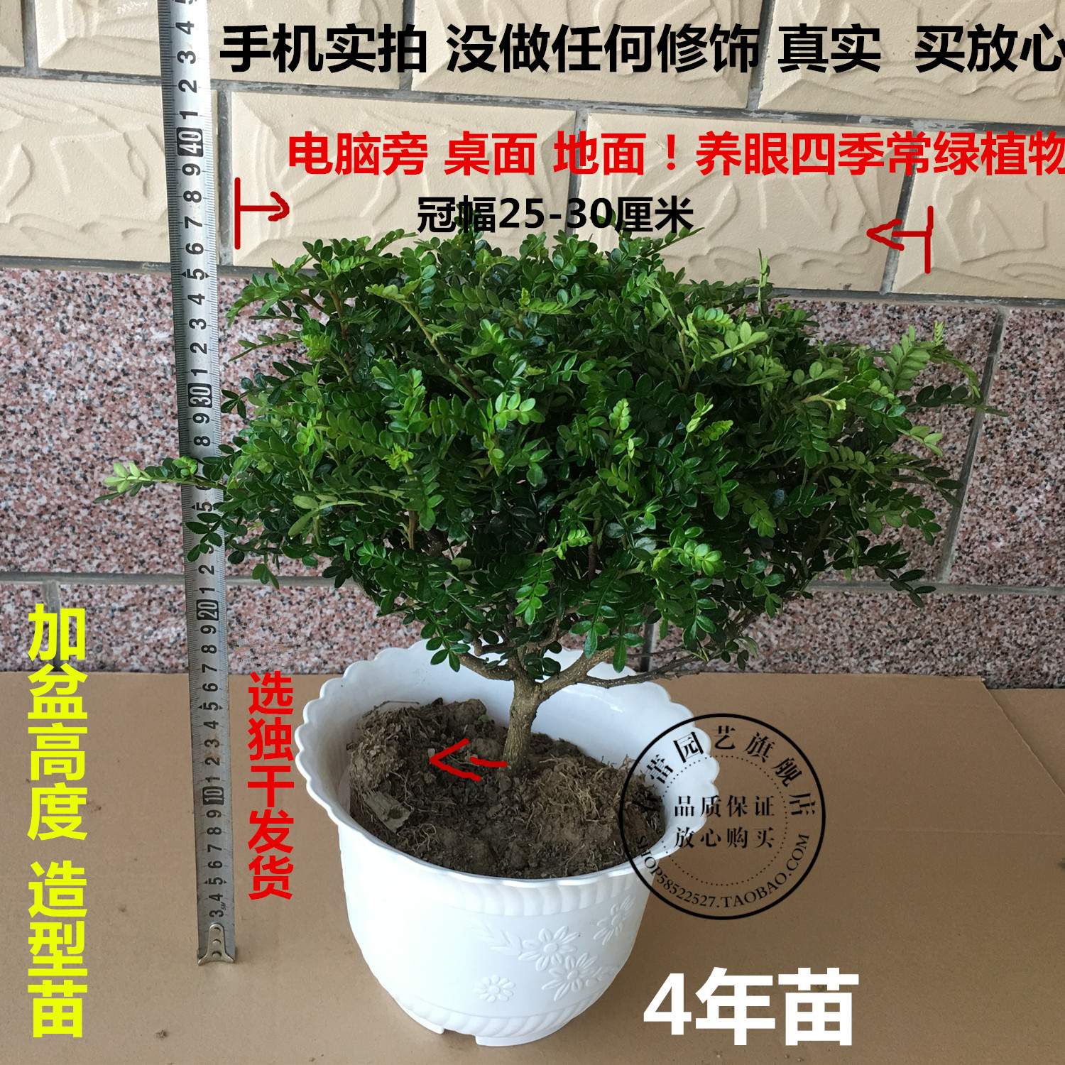 四季长青 会自然发出清香的 清香木盆栽 胡椒木 室内花卉植物