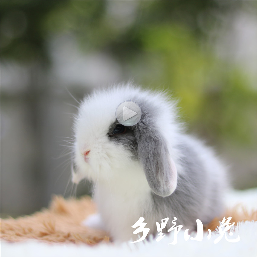 包邮短毛垂耳兔长毛宠物兔纯种兔子小型活体迷你长不大荷兰兔宝宝
