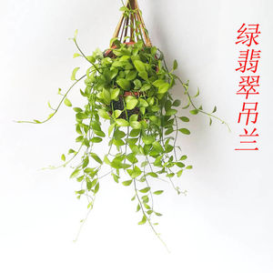 多肉绿翡翠吊兰防辐射树眼莲藤蔓 span class=h>植物 /span>室内 span