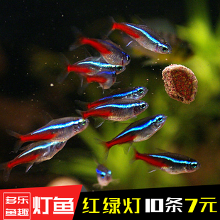 红绿灯鱼活体鱼食 小型不免邮活体宝莲灯专用饲料活体热带观赏鱼