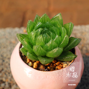  span class=h></p></a>樱水晶 /span> 玉露 多肉  span class=h>多肉植物 