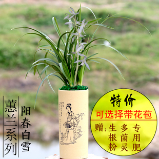 兰花苗蕙兰九华【阳春白雪】浓香型花卉易开花 易养活花期带花苞