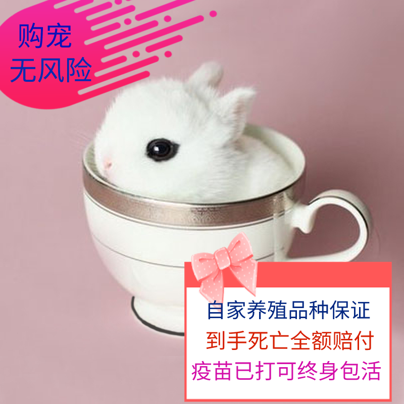 宠物迷你兔海棠凤眼西施纯白道奇长不大荷兰侏儒兔活体小型茶杯兔