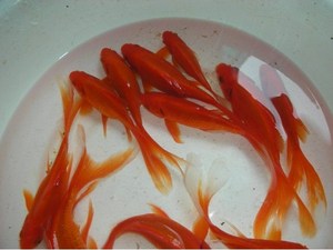 包邮活体锦鲤金鱼活体冷水鱼观赏鱼活鱼饲料锦鲫鱼苗红草鲫鱼草金