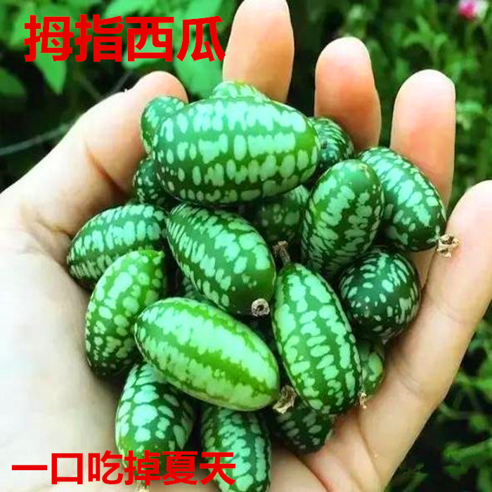 四季蔬菜迷你西瓜种子拇指小西瓜佩普基诺种子盆栽水果阳台包邮