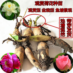 水养莲花水生碗莲 span class=h>水培 /span>花卉植物荷花种子室内 