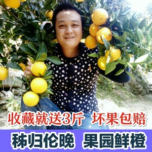 秭归春橙伦晚脐橙手剥橙榨汁橙子新鲜现摘晚伦甜橙当季水果非夏橙新鲜橙子