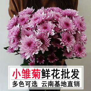云南昆明 span class=h>鲜花/span>批发小菊花小雏菊迷你菊鲜切花