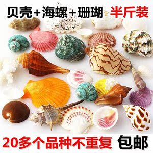 海洋水族箱天然摆件地摊材料蚬壳 span class=h>沙滩 /span>装饰品