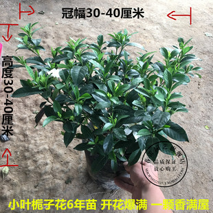 栀子花苗盆栽大叶四季开花不断枝枝花室内芳香植物很香最香的大花