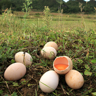 云贵高原生态土鸡蛋农家散养新鲜草鸡蛋柴鸡蛋笨鸡蛋30枚包邮