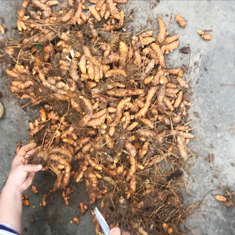 广西新鲜小黄姜野生口感月子米饭姜生姜染色药用姜调节姜染黄产后姜黄腿和章鱼腿的鱿鱼图片