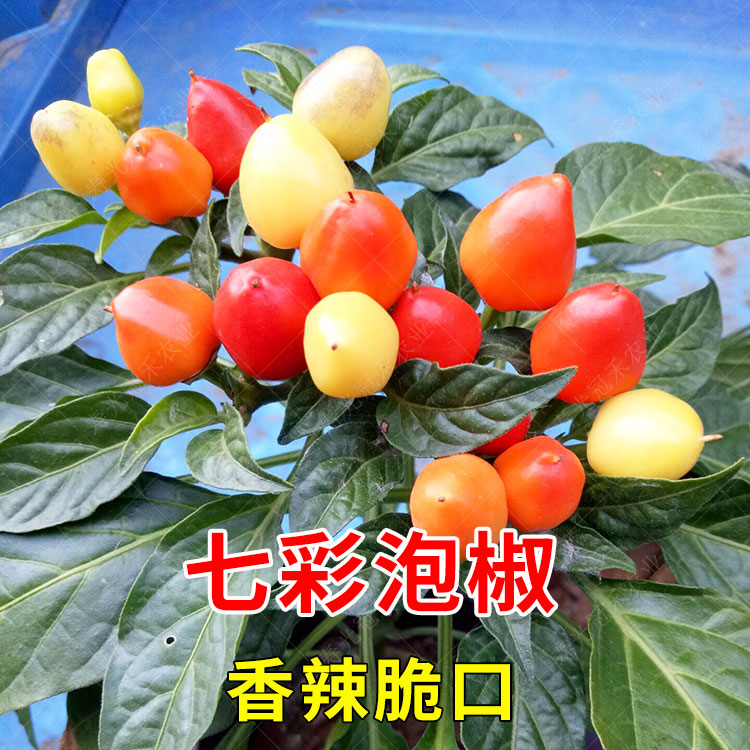 樱桃红六彩泡椒种子七彩椒辣椒种籽苗指天椒春季四季盆栽蔬菜种孑