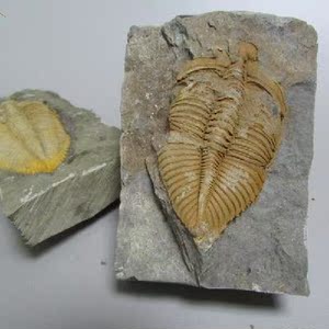 class=h>原石 /span>教学标本狼鳍鱼化石昆虫植物化石摆件