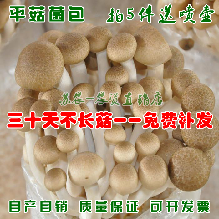 金针菇菌包食用菌蘑菇菌种平菇菌棒蘑菇菌菇种子多肉植物家庭种植