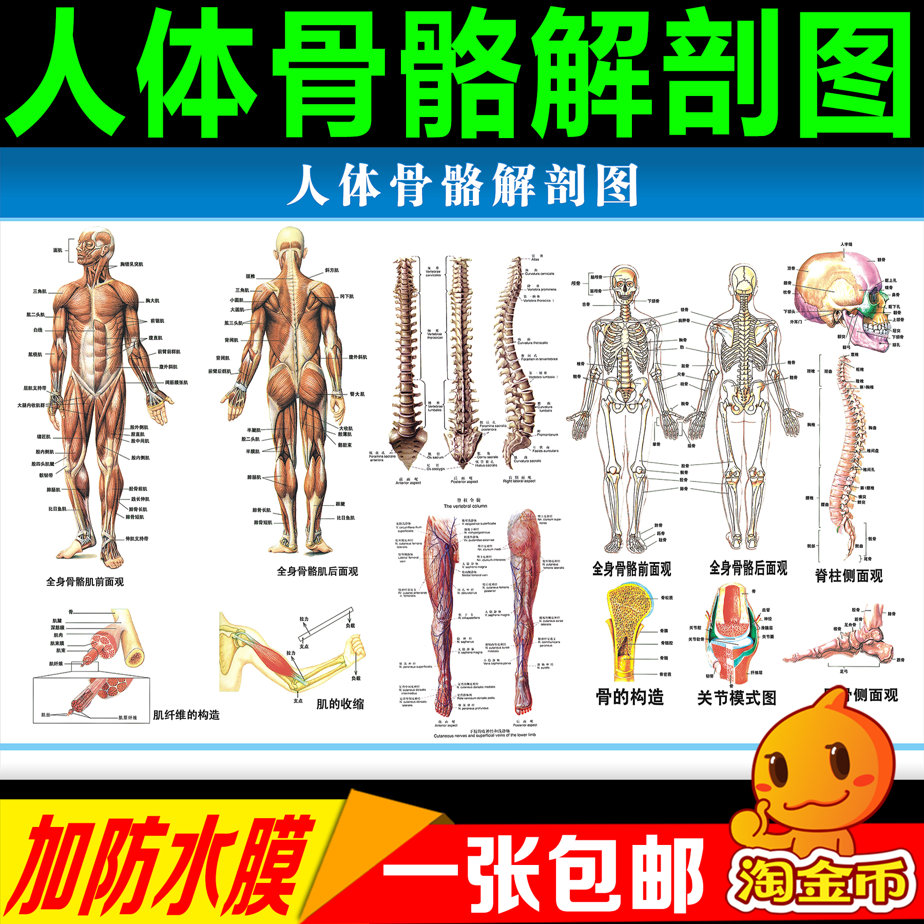 医院人体骨骼器官结构解剖图挂图腹部脏器肌肉内脏血管位置分布图