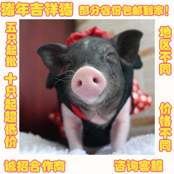 宠物猪的未知爱|宠物猪的品种及图片|宠物猪 - qq宠物