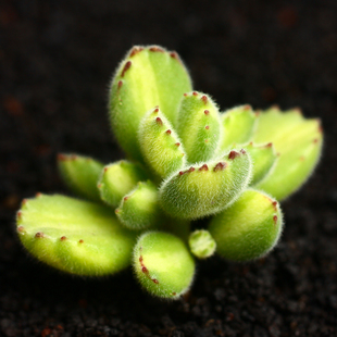 黄熊多肉植物熊童子黄锦熊爪稀有熊掌组合盆栽办公室超萌绿植多肉