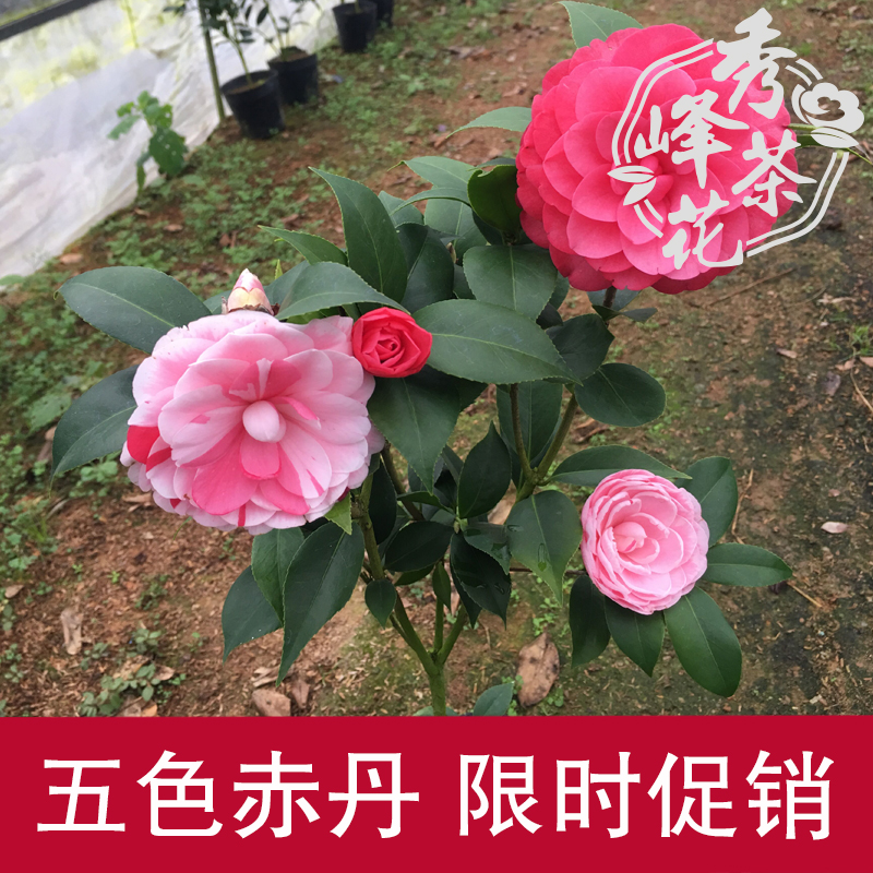 五色赤丹精品茶花苗庭院绿植盆栽花卉山茶树苗大苗带花苞当年开花