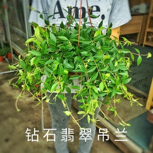 大号钻石翡翠植物盆栽吊兰室内室外悬挂绿植垂藤蔓藤净化空气包邮