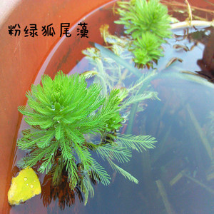 粉绿狐尾藻 水草水藻水培植物 水生植物  span class=h>鱼 /span> 