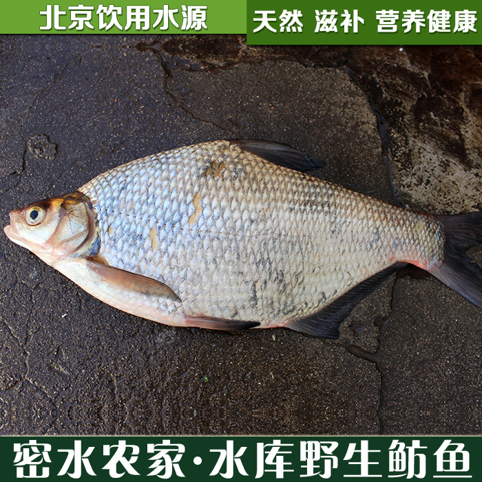 密云水库 野生鲂鱼鳊鱼三角鲂团头鲂武昌鱼天然鲜活鱼1条孕妇食材