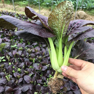 紫油菜种籽鸡毛菜秋季秋冬季小青菜农家有机蔬菜种子四季播阳台