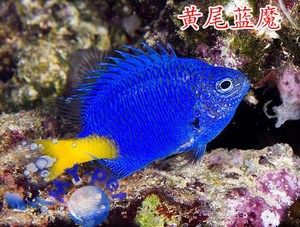 my pet海洋生物海水观赏鱼活体珊瑚鱼黄尾蓝魔/蓝魔/雀鲷试水闯缸