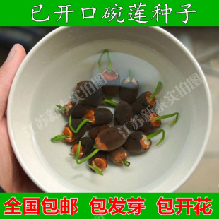 已开口碗莲种子 四季迷你水培植物绿植盆栽睡莲 荷花种子套餐包邮