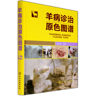 养殖知识 肉羊疾病诊治 诊治羊病手册大全养羊手册诊治技术图书学习有