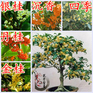 春季花卉桂花树苗桂花盆栽苗桂花盆景金桂四季桂丹桂室内庭院树苗